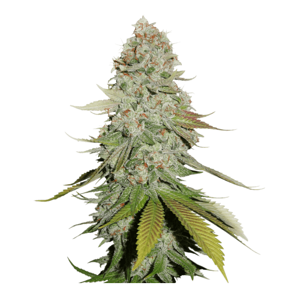 GG #4
