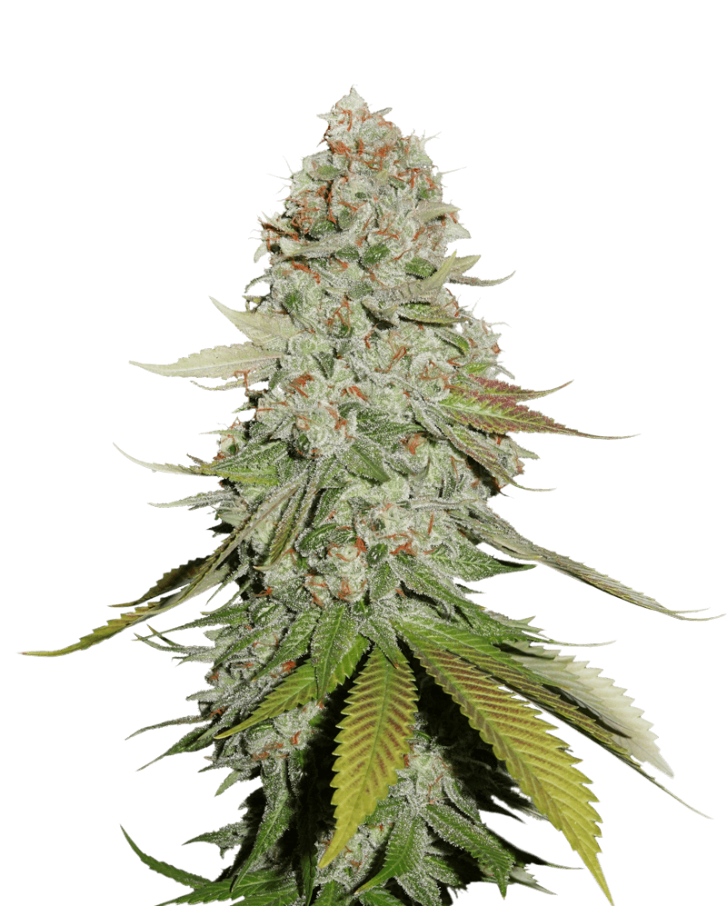 GG #4