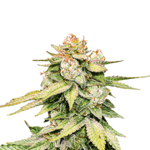GG #4 Auto