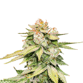 GG #4 Auto