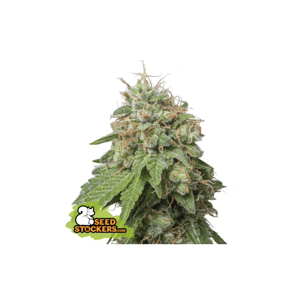 Auto Green Crack
