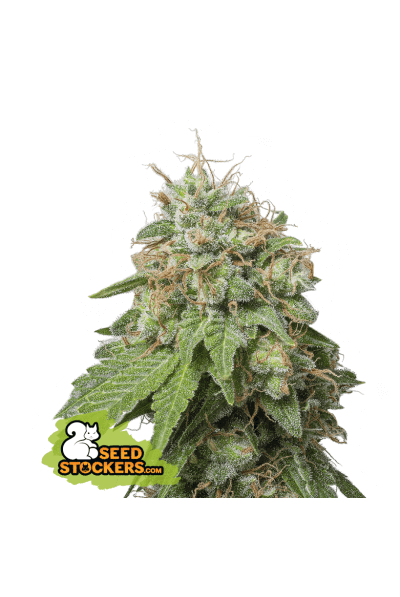 Green Crack Auto