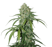 CBD 1:1 Silver Lime Haze Autoflower
