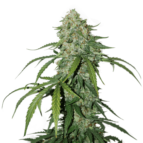 CBD 1:1 Silver Lime Haze Autoflower
