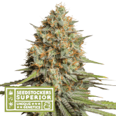 Triton Biscotto Lime Auto