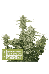 Candy Dawg Auto