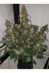 Candy Dawg Auto