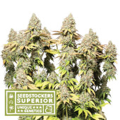Rucu Cucu OG Auto XXL