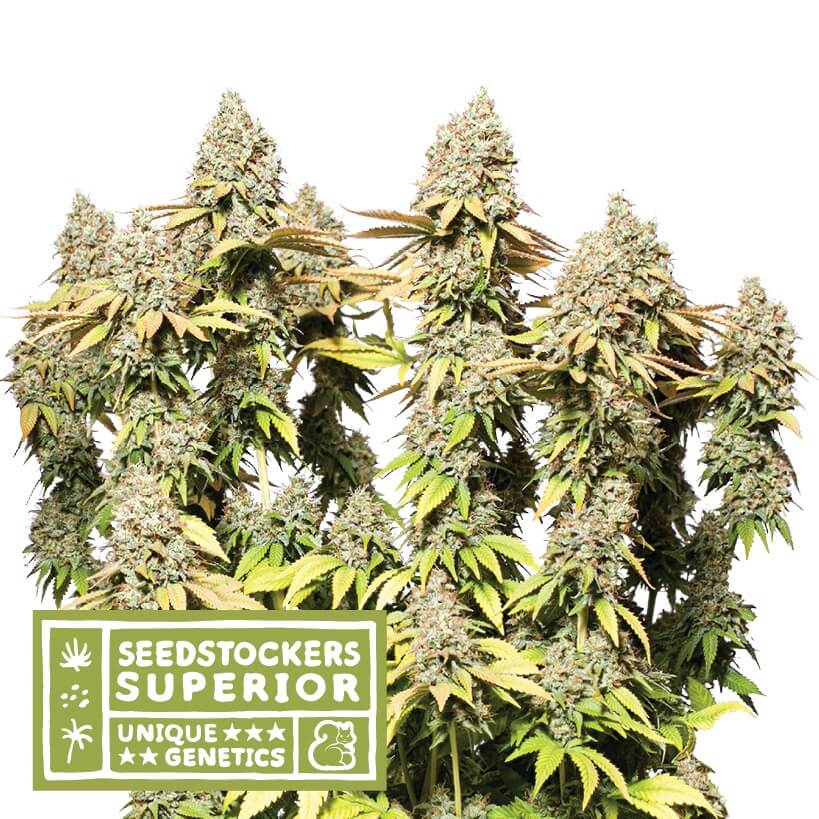 Rucu Cucu OG XXL Auto