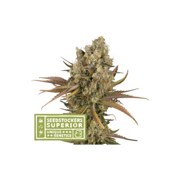 Santa Marta Haze Auto