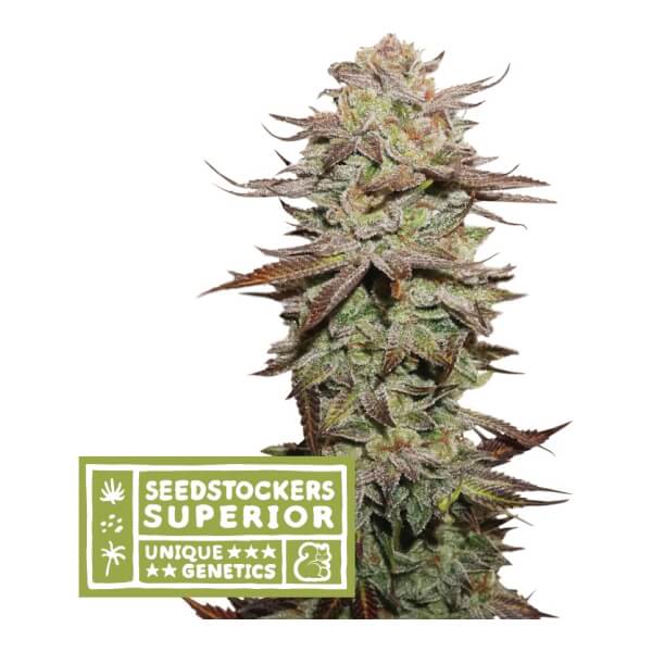 Sticky Fingers Auto