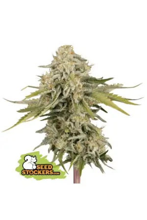 Black Rainbow Auto