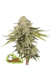 Black Rainbow Auto