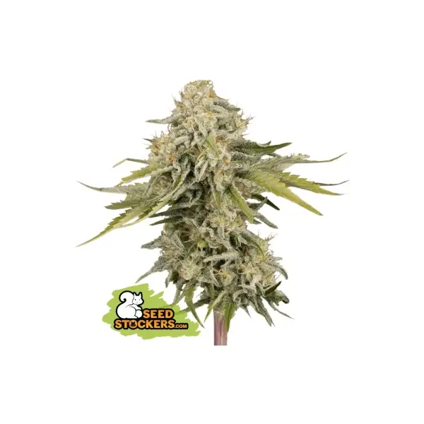 Black Rainbow Auto