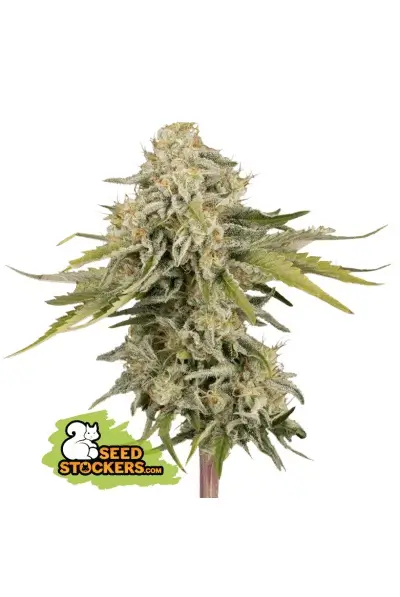 Black Rainbow Auto