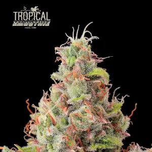 Tropical Zmoothie Auto