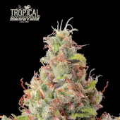 Tropical Zmoothie Auto
