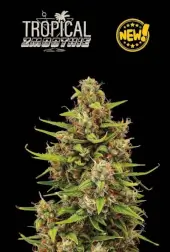 Tropical Zmoothie Auto