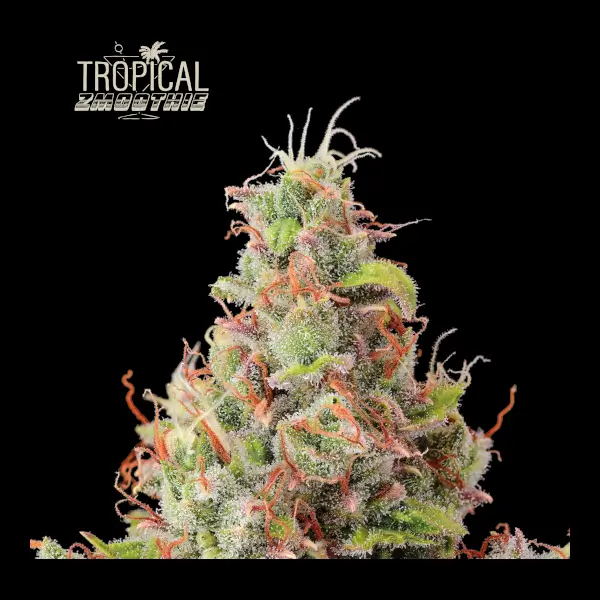 Tropical Zmoothie Auto