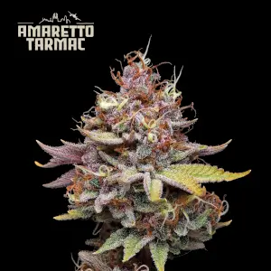 Amaretto Tarmac