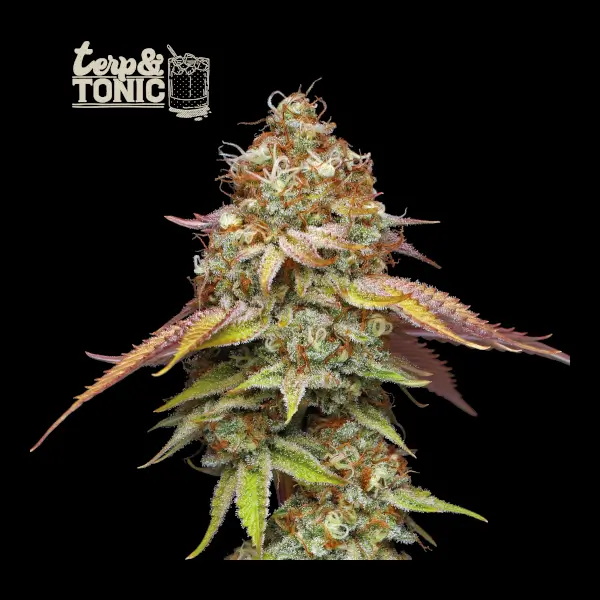 Terp & Tonic
