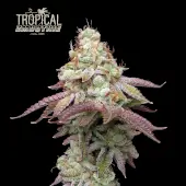 Tropical Zmoothie