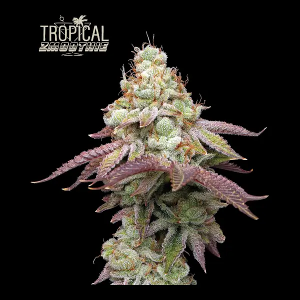 Tropical Zmoothie