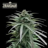 Zmäkdaun