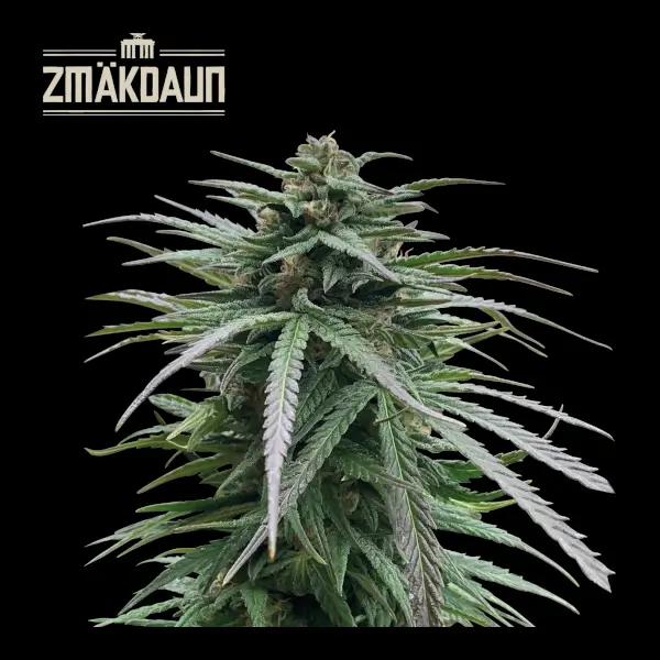Zmäkdaun