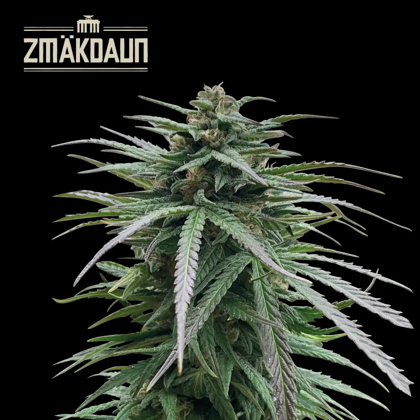 Zmäkdaun