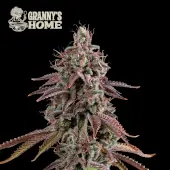 Granny's Home