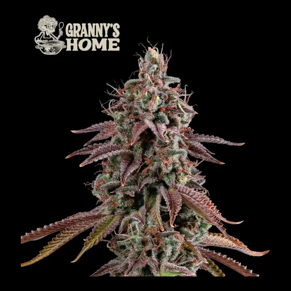 Granny's Home