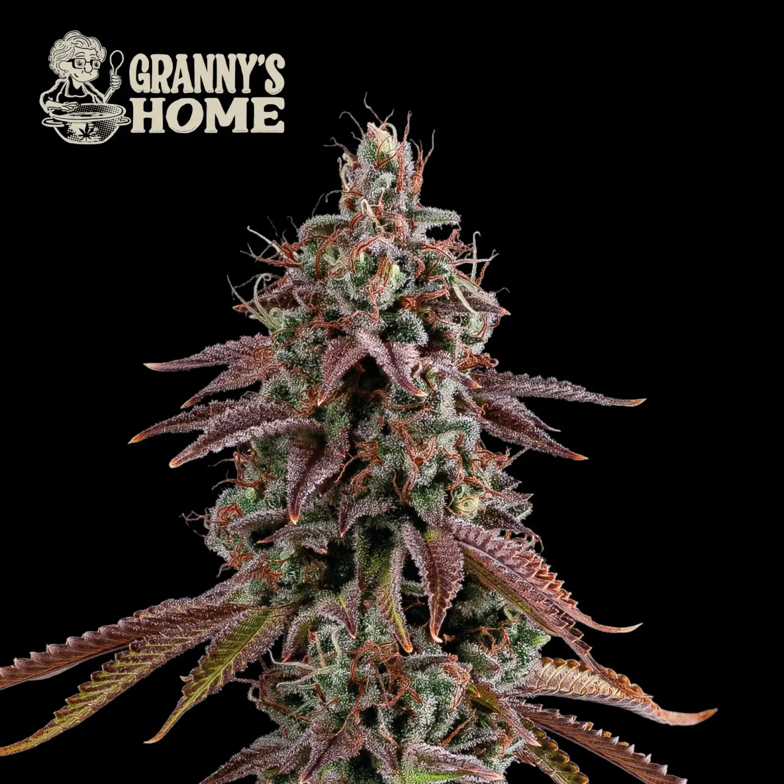 Granny's Home