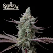 Sagrada Amnesia