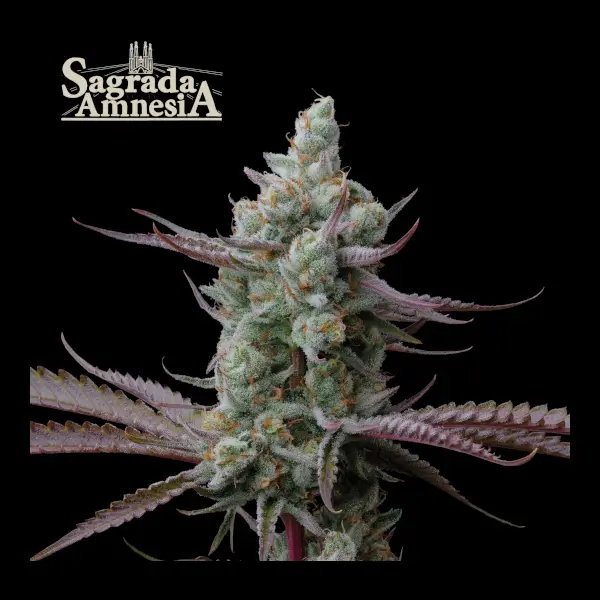 Sagrada Amnesia