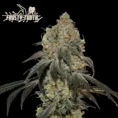 Frosty Tooth