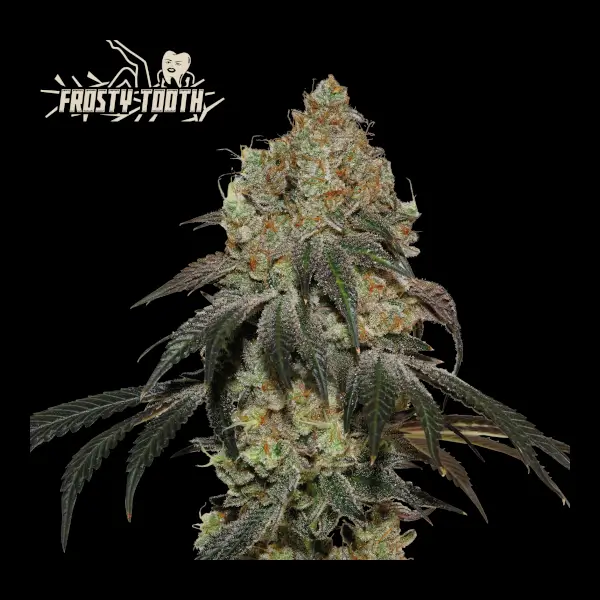 Frosty Tooth