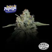 Dulce de Papaya
