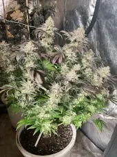 Fruit Fuel