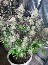 Fruit Fuel