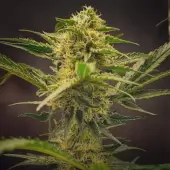 Forgotten Haze Cake aka Amnesia White