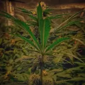 Forgotten Haze Cake aka Amnesia White