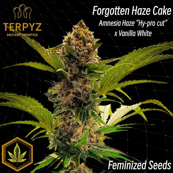 Forgotten Haze Cake aka Amnesia White