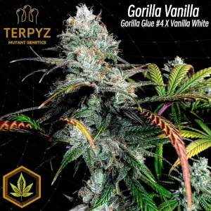 Gorilla Vanilla