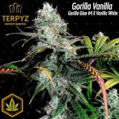 Gorilla Vanilla