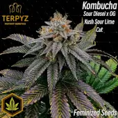 Kombucha