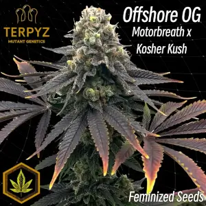 Offshore OG
