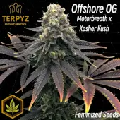 Offshore OG