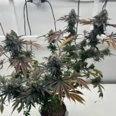 Offshore OG