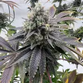 Offshore OG